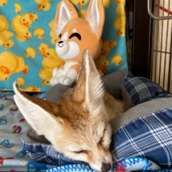 Fennec Fox Plush (9in) 9 Fennec Fox Plush (9in) -Hot Sale Youtooz Store fennecfox plush photoedit nologo square nh 06 htfi